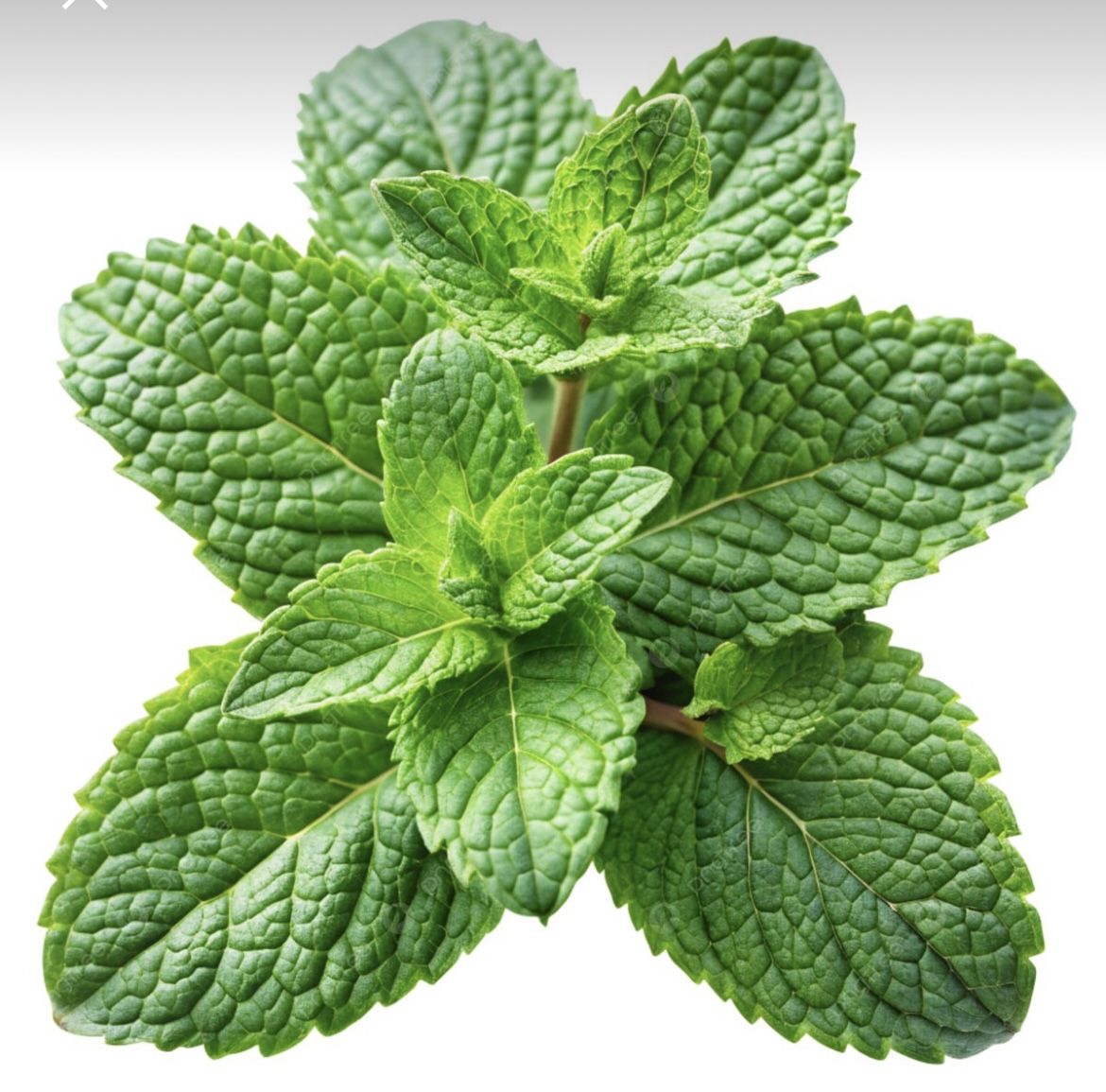Mint