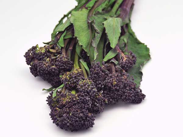 Purple Sprouting Broccoli