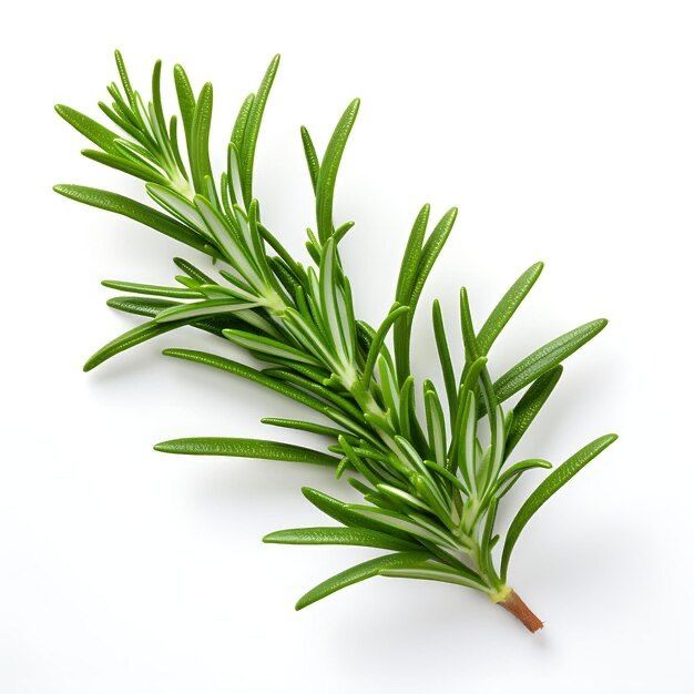 Rosemary