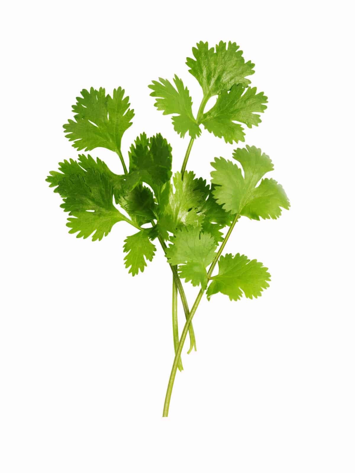 Coriander
