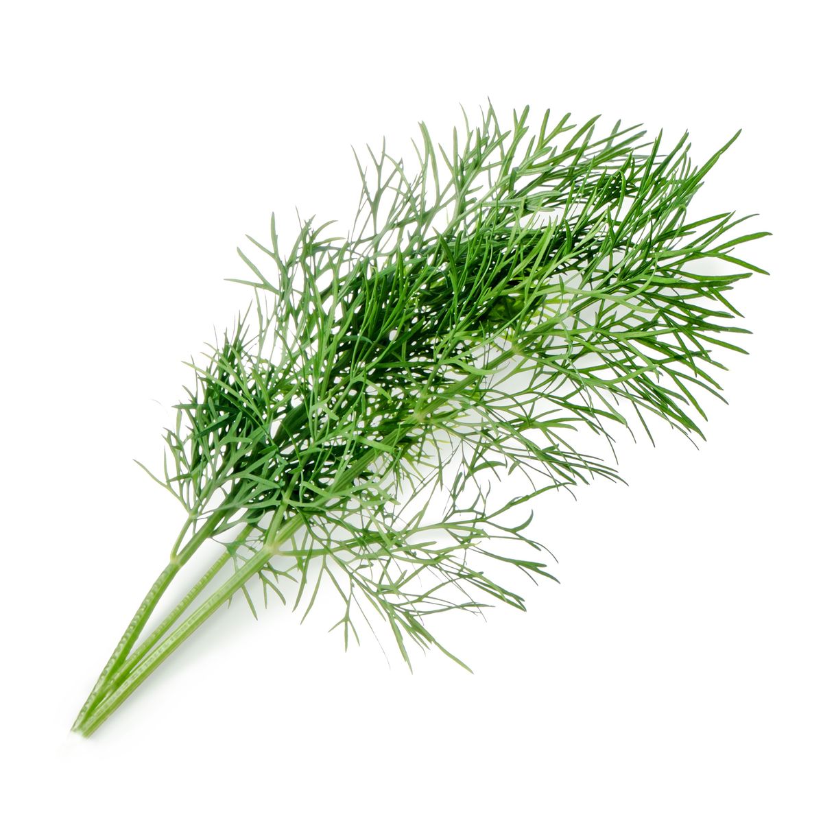 Dill