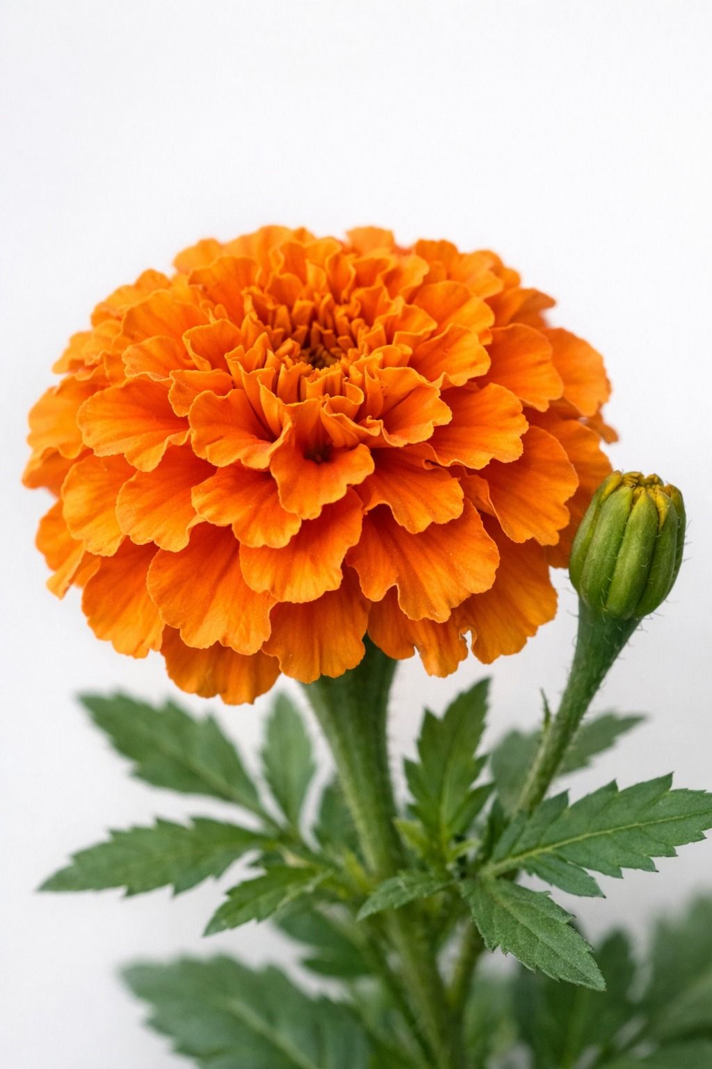 Marigold