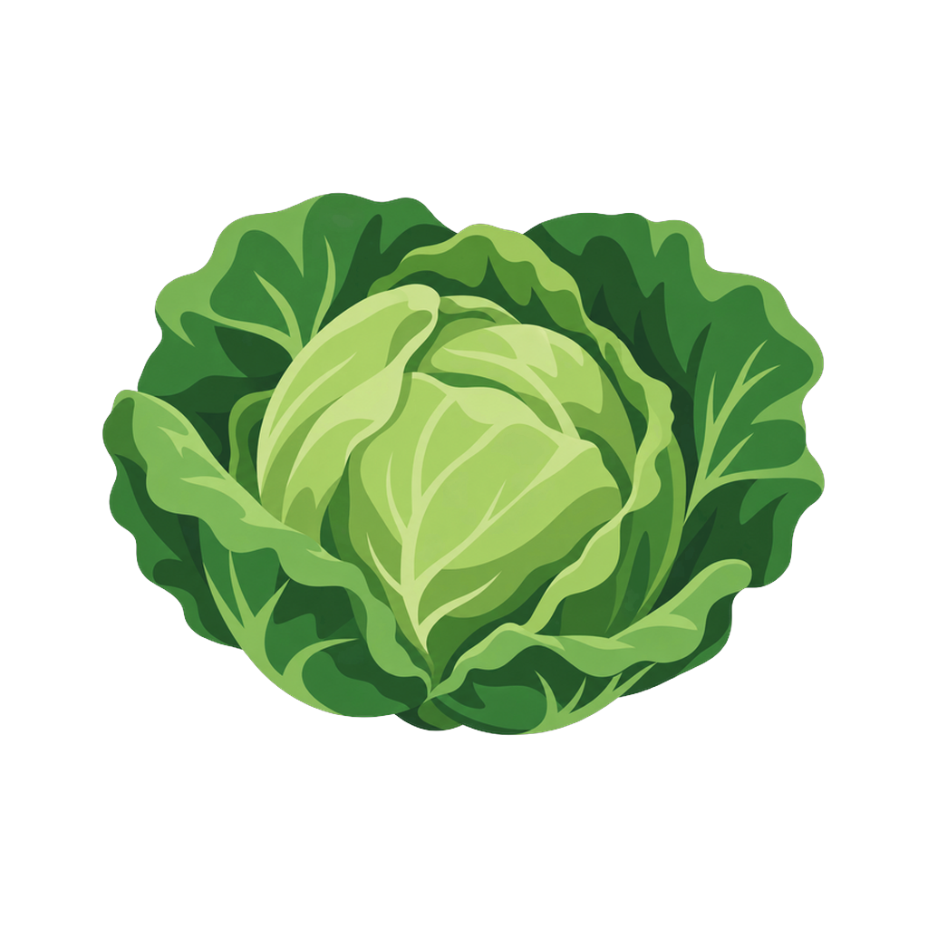 Cabbage, plant out window, 6 August