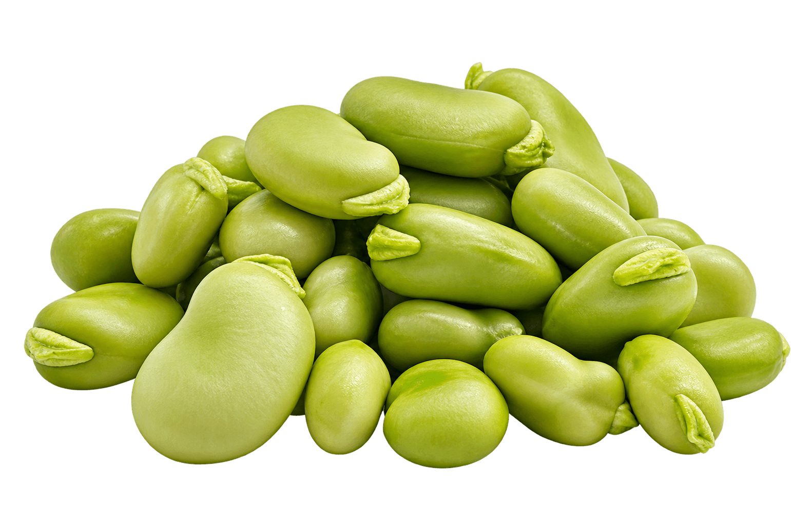 Broad Bean