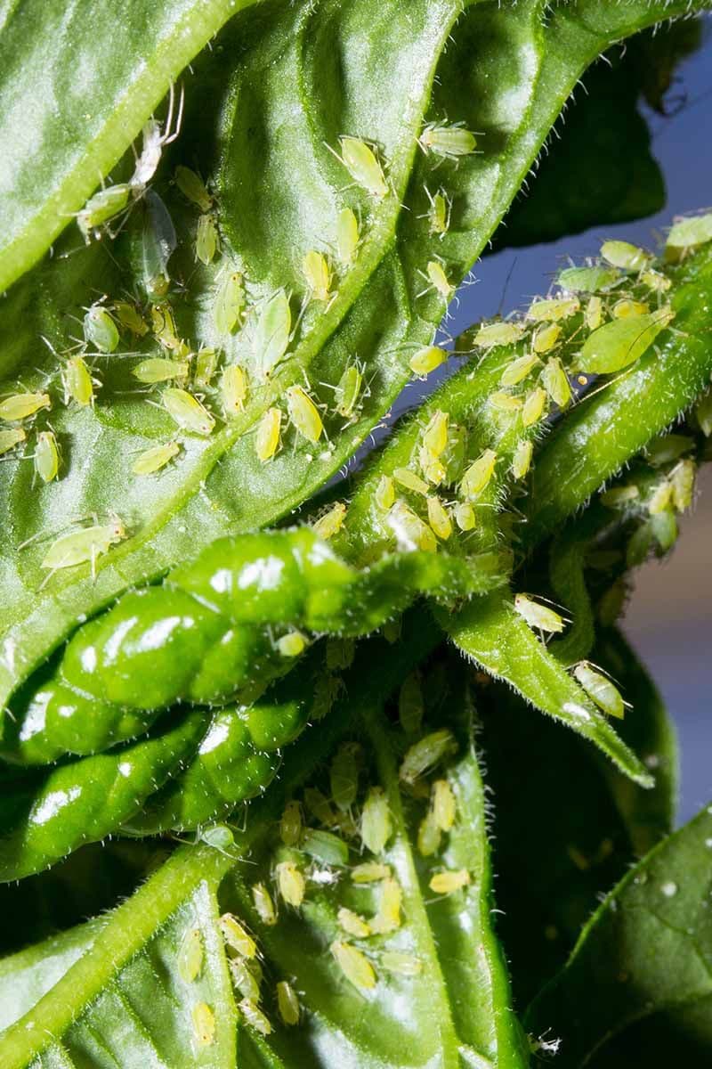 Aphids damage
