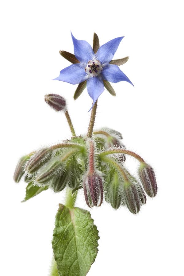 Borage