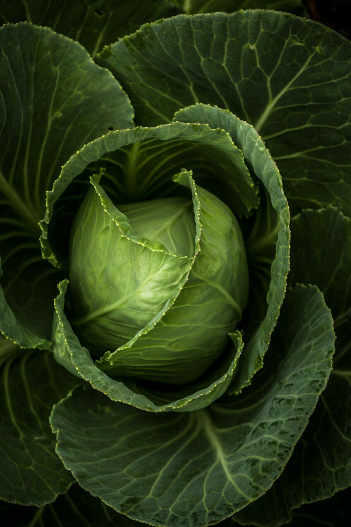 Cabbage