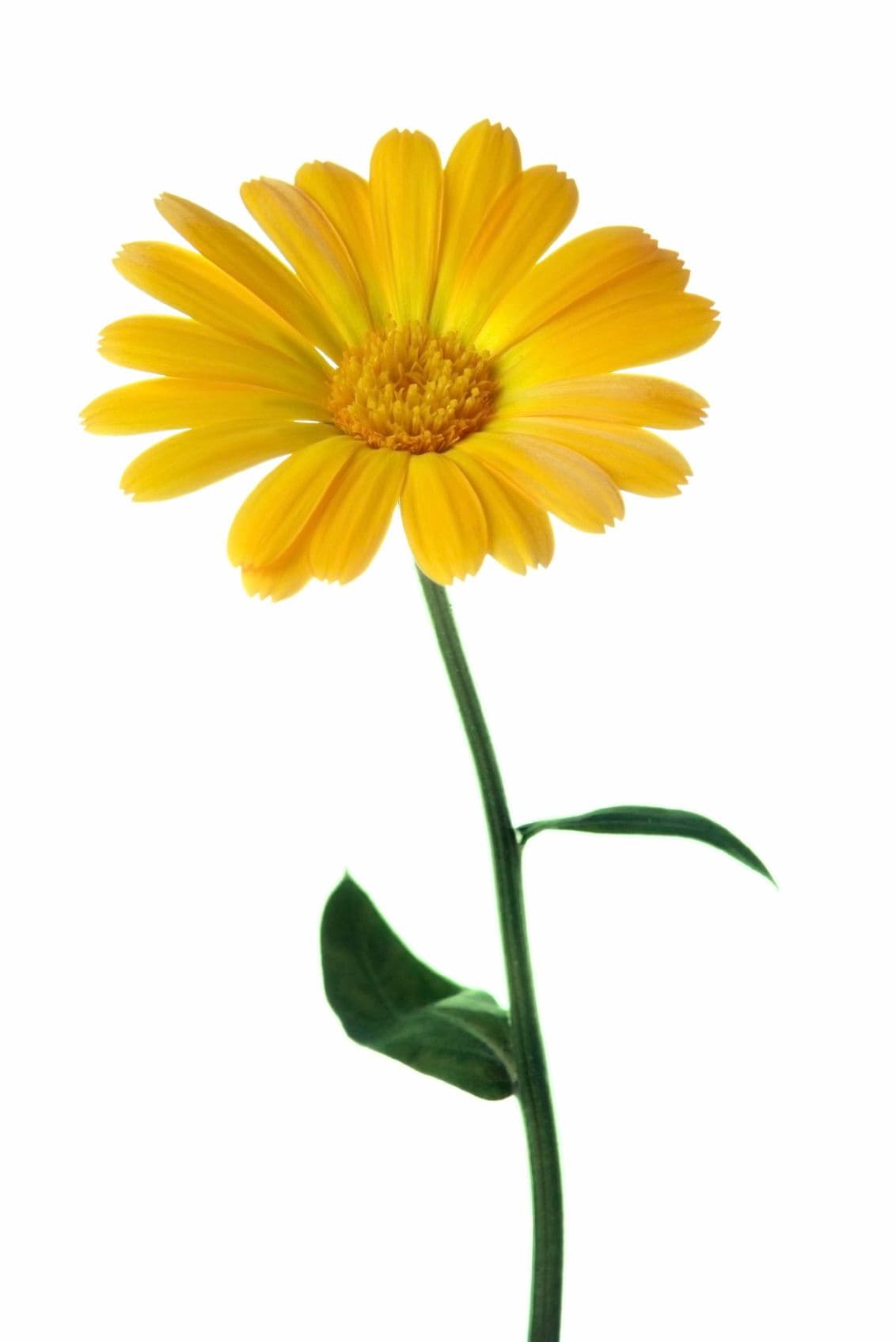 Calendula