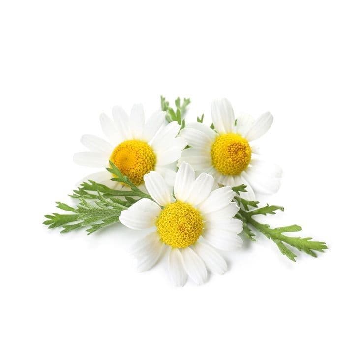 Chamomile