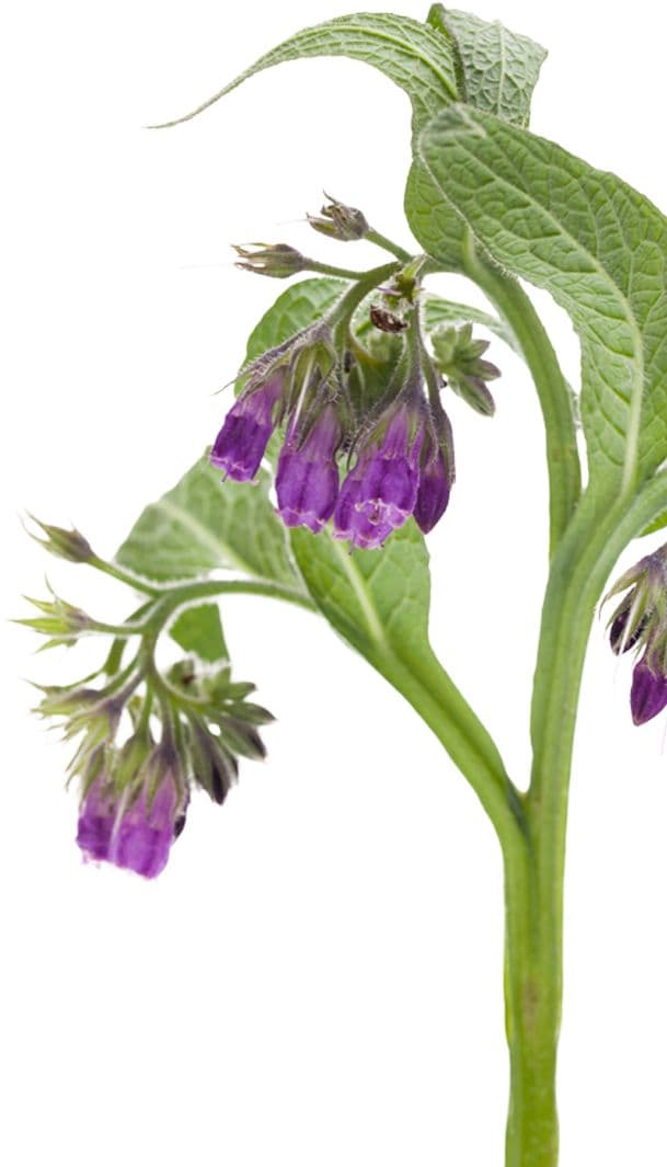 Comfrey