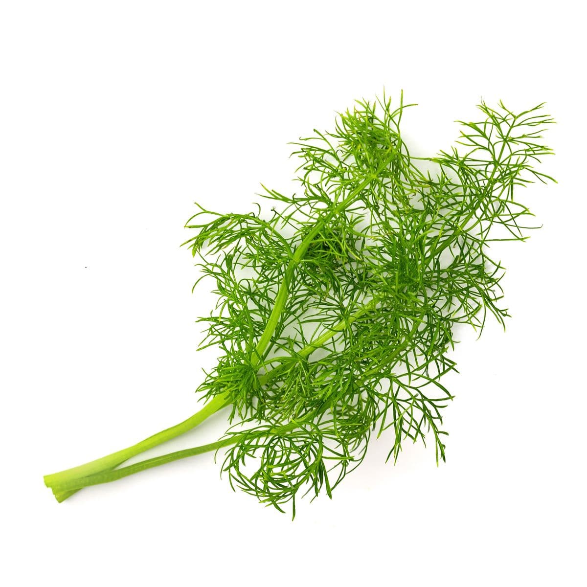 Fennel