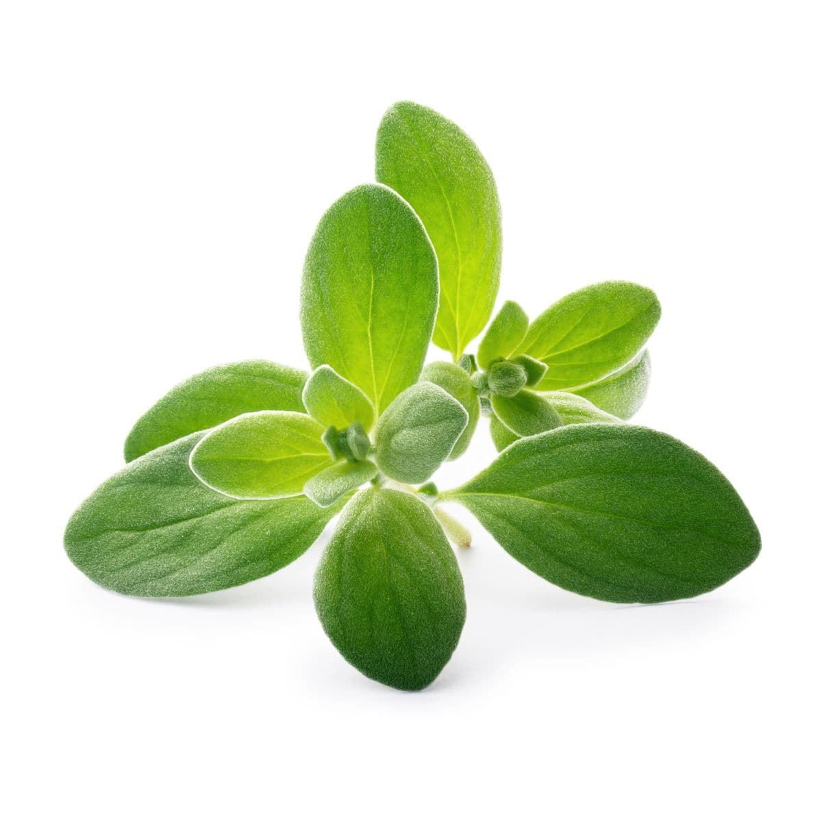 Marjoram