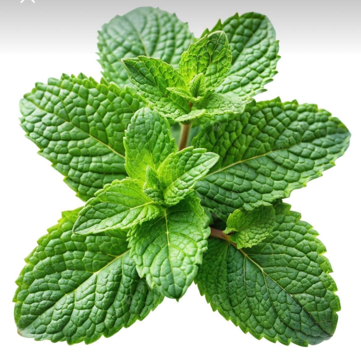 Mint