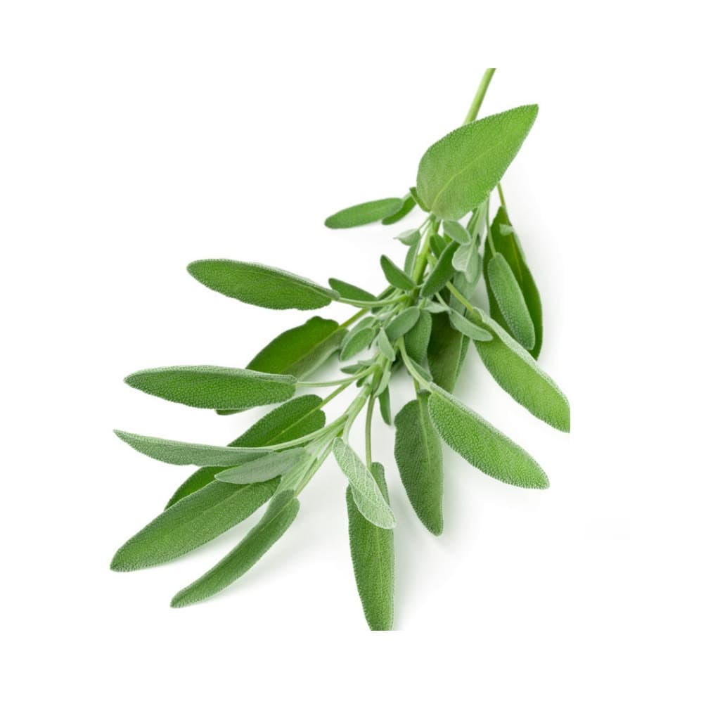Sage