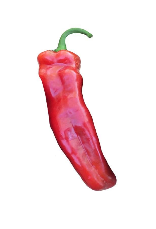 Long Sweet Pepper