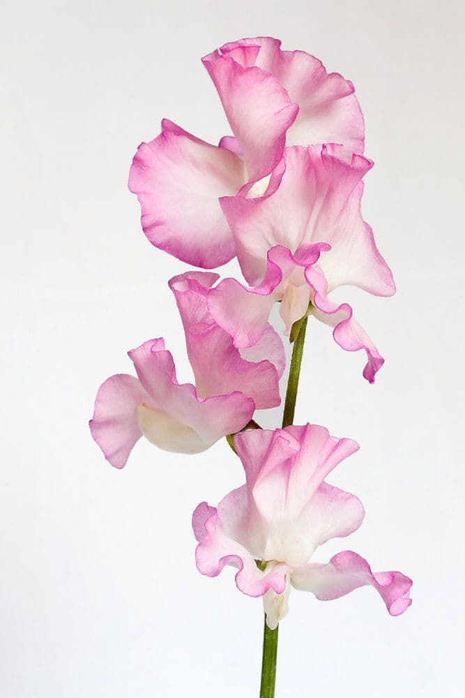 Sweet Pea