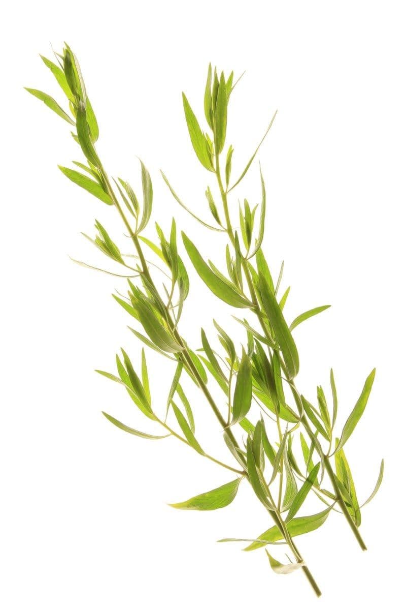 Tarragon