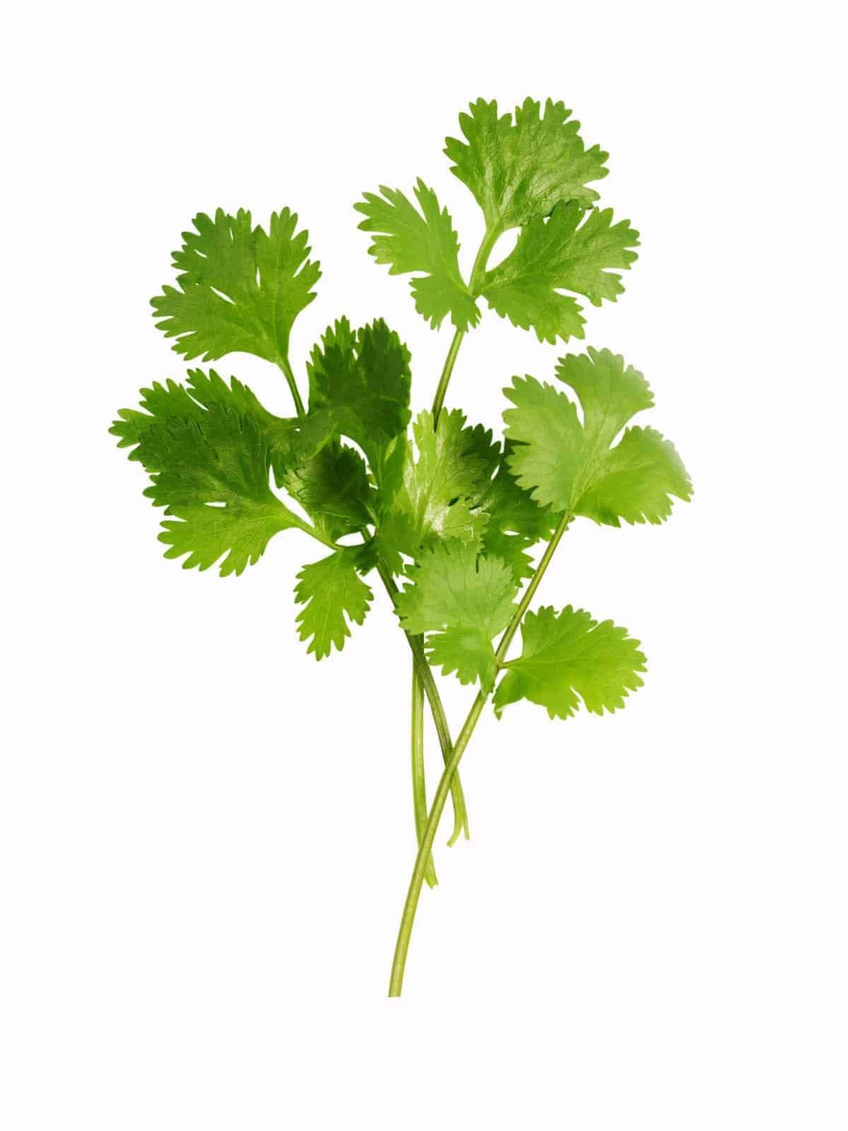 Coriander