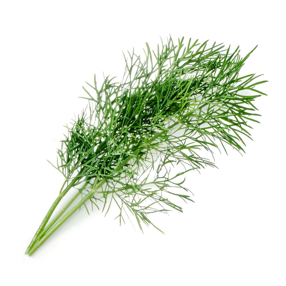 Dill