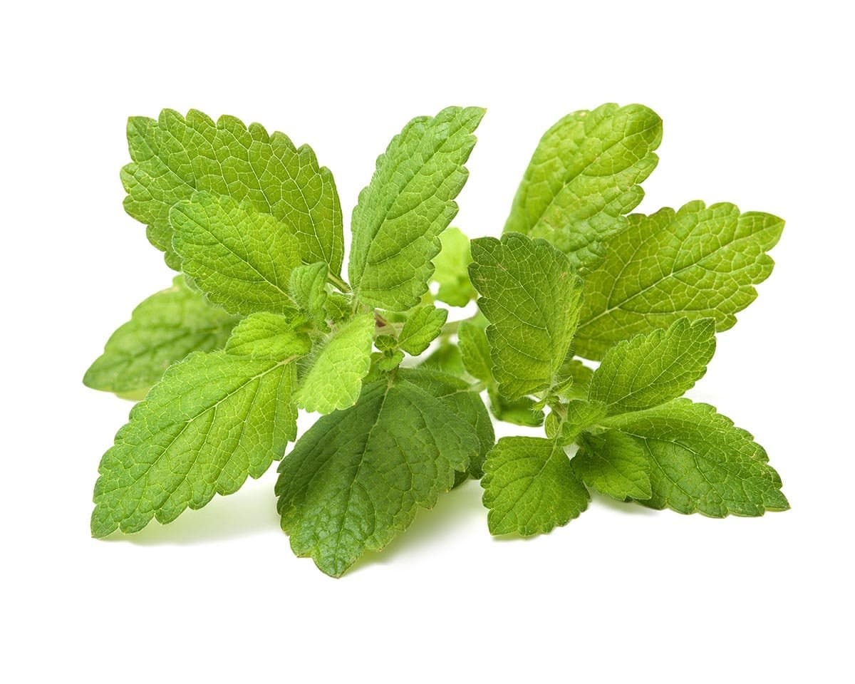 Lemon Balm