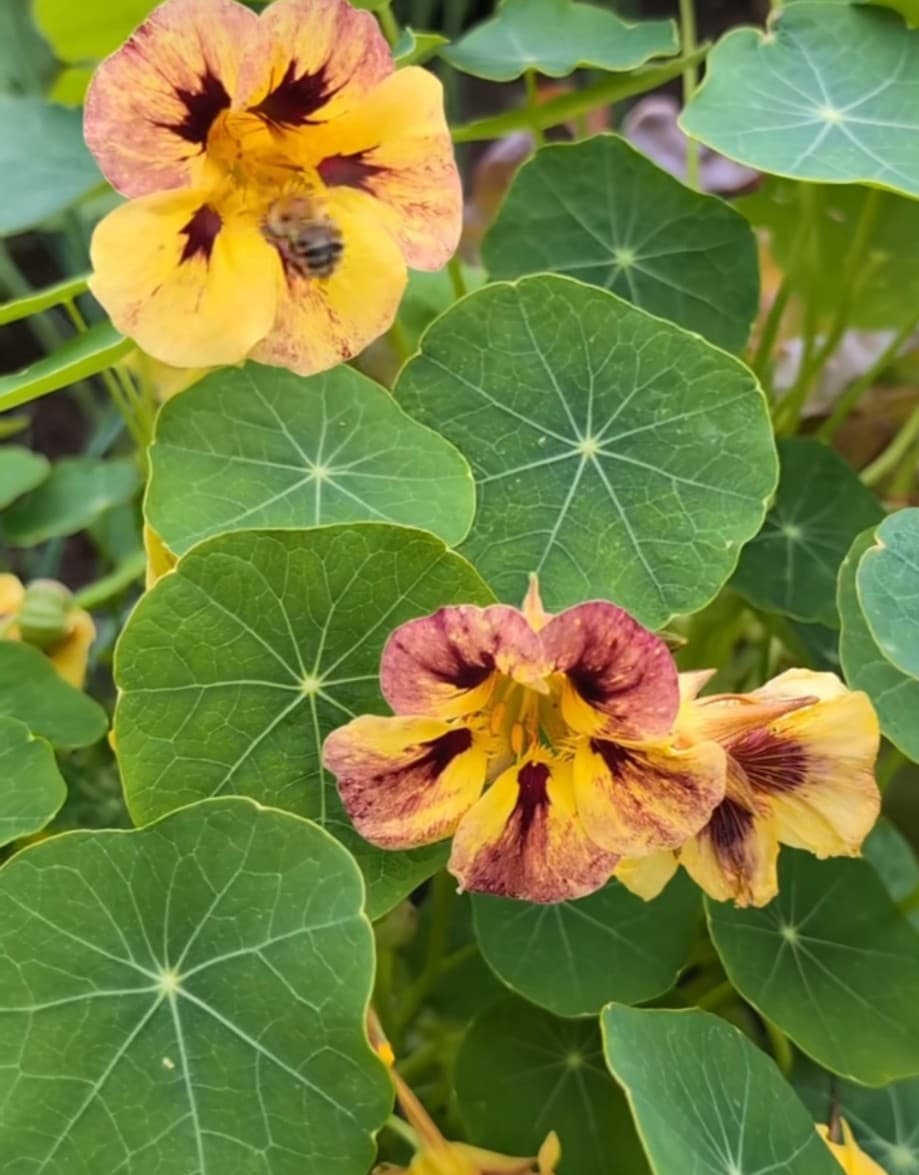 Nasturtium