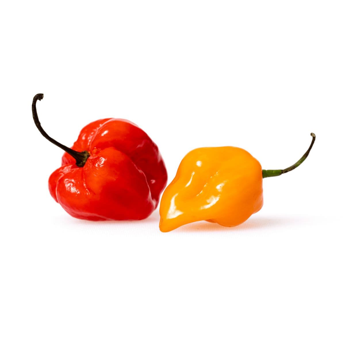 Scotch Bonnet