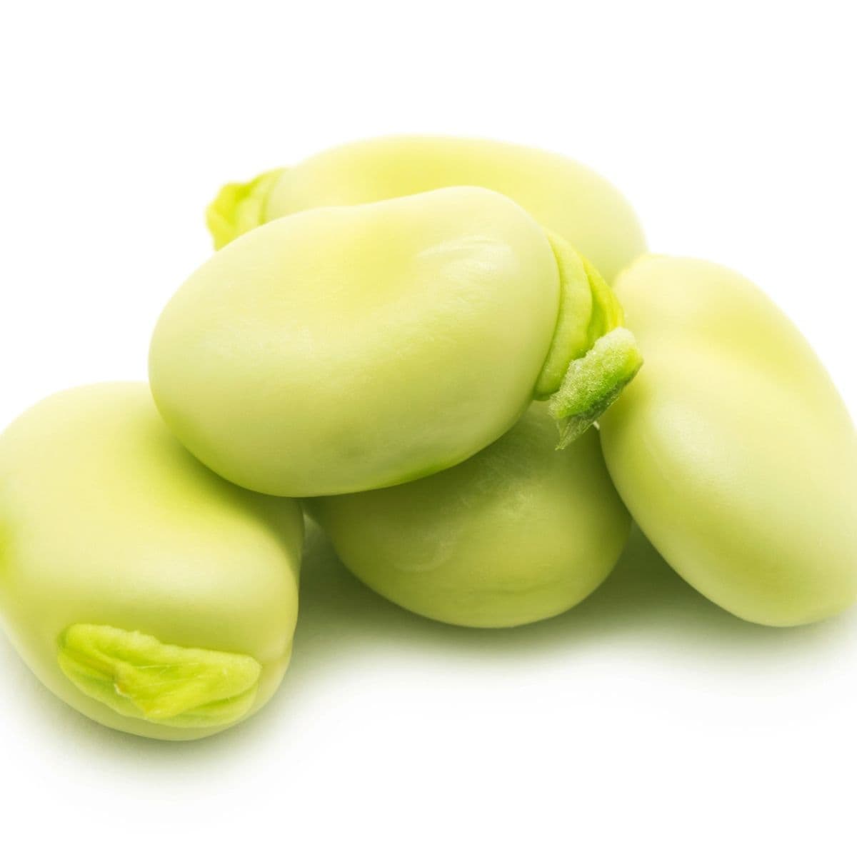 Broad Bean