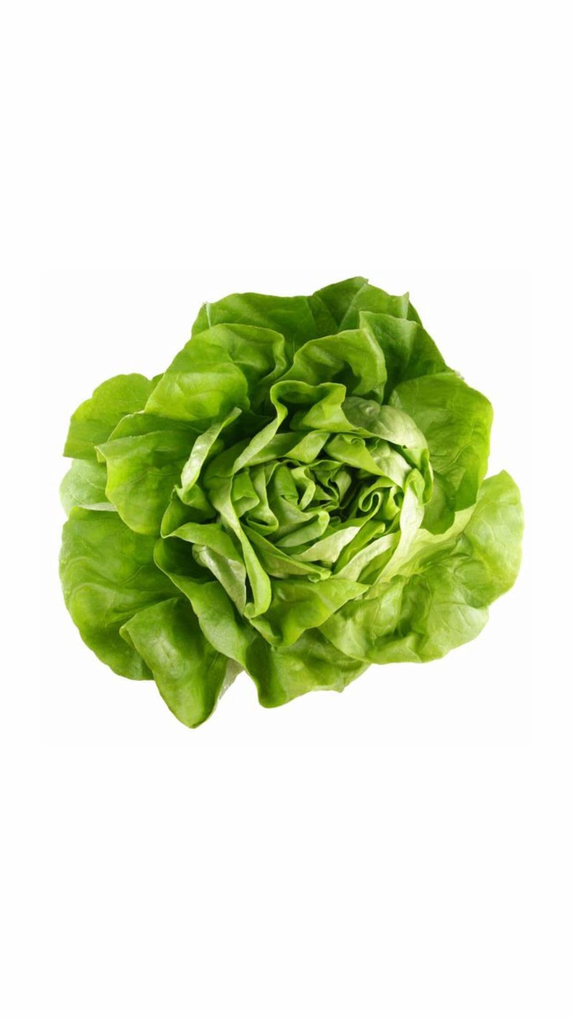 Lettuce